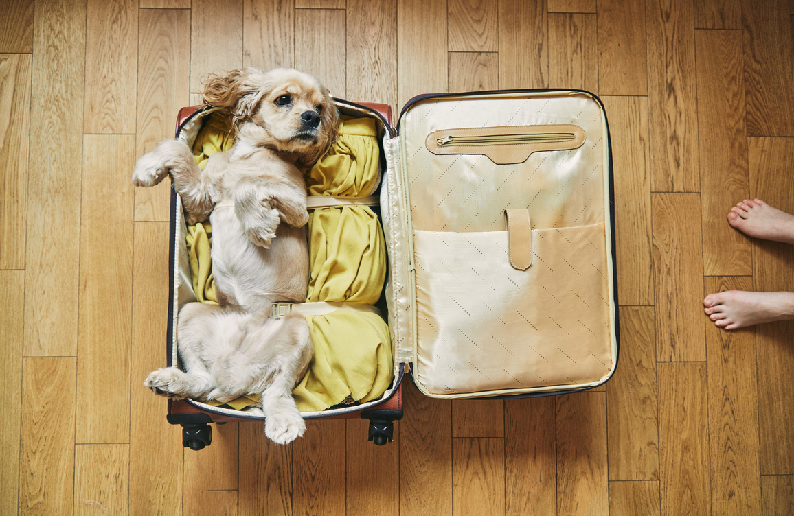 Top View of a Dog Lying in an Open Suitcase