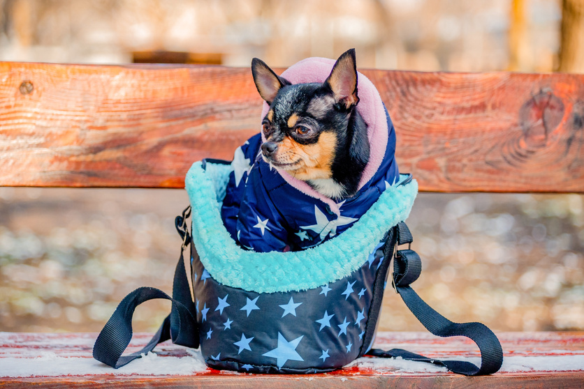 dog in bag. Chihuahua dog in clothes in a dog bag.