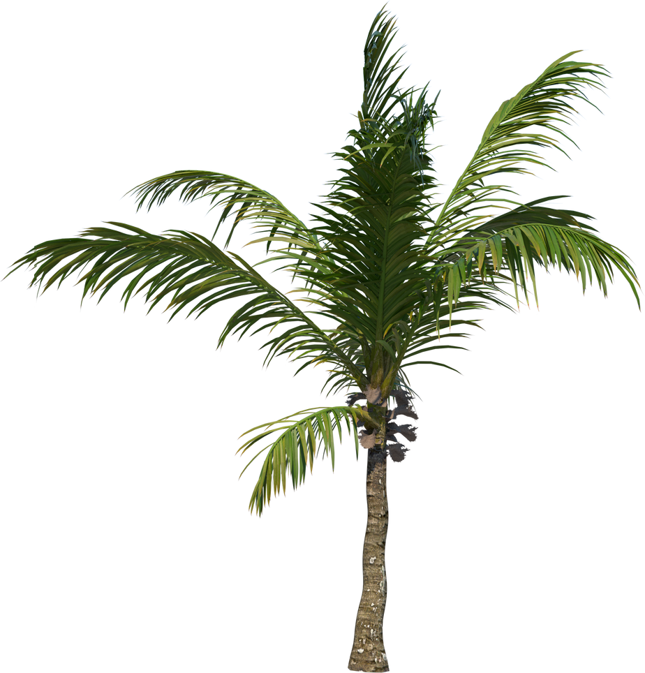 Coconut tree palm