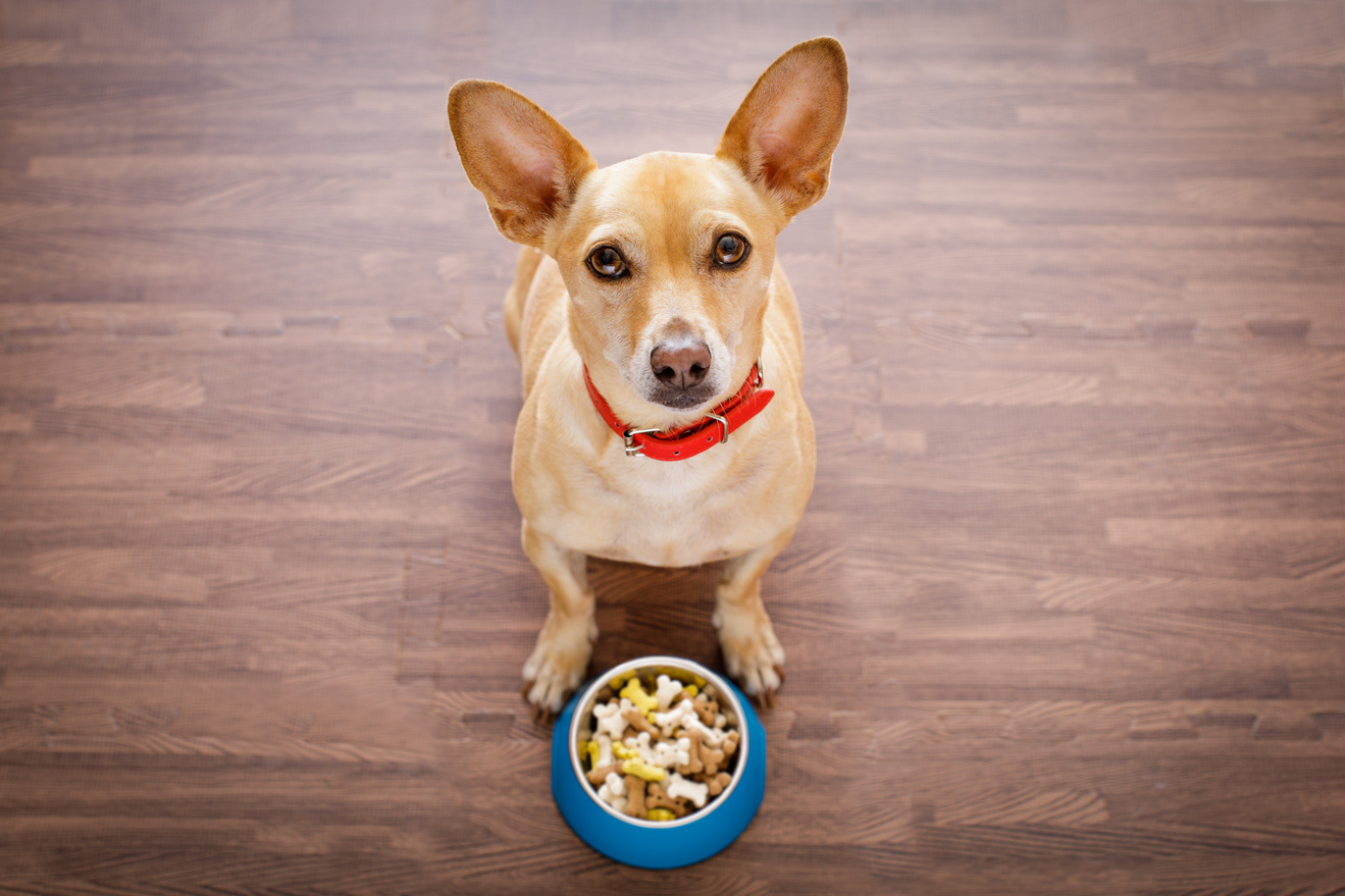 Hungry Dog with Food Bowl